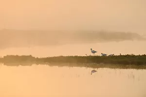 Images Dated 17th April 2011: Avocet (Recurvirostra avosetta) in mist on grazing marsh at dawn, Thames Estuary