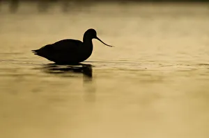 Avocet (Recurvirostra avosetta) silhouetted in water at sunrise, Brownsea Island