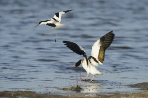 Prints of Avocet (Recurvirostra avosetta) trying to drive Shelduck (Tadorna tadorna) pair away from breeding grounds, Oare marshes, RSPB Greater Thames Futurescapes Project, North Kent, UK, June 2020VISION Prints: Avocet (Recurvirostra avosetta) trying to drive Shelduck (Tadorna tadorna) pair away