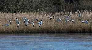 Devon Prints: Avocets (Recurvirostra avosetta) flock in flight past a reed bed on flooded marshland at high tide