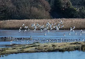 Devon Prints: Avocets (Recurvirostra avosetta) flock landing at roosting site on frozen