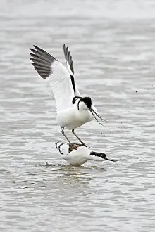 Copulation Prints: Avocets (Recurvirostra avosetta) pair mating on water