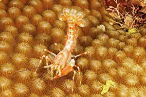 Crustracea Prints: Axioid shrimp (Paraxiopsis majuro) portrait