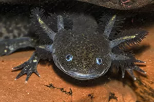 Ambystomidae Gallery: Axolotl (Ambystoma mexicanum) captive, occurs in Mexico