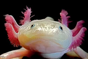 Trending: Axolotl (Ambystoma mexicanum), white or leucistic form, neotenic salamander