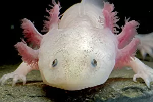 Images Dated 4th May 2020: Axolotl (Ambystoma mexicanum), white or leucistic form, neotenic salamander
