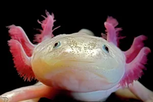 Amphibia Prints: Axolotl (Ambystoma mexicanum), white or leucistic form, neotenic salamander