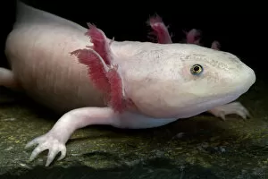 Ambystomidae Gallery: Axolotl / Mexican salamander (Ambystoma mexicanum), white or leucistic form, critically
