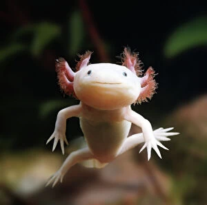 Amphibian Gallery: Axolotl {Siredon / Ambystoma mexicanum} albino, captive