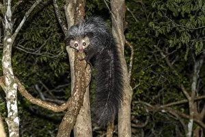 Nick Garbutt Gallery: Aye-aye (Daubentonia madagascariensis) adult active and foraging in forest canopy at