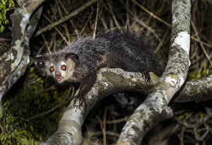 Images Dated 2nd February 2020: Aye-aye (Daubentonia madagascariensis) adult active and foraging in forest canopy at