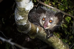 February 2023 Highlights Gallery: Aye-aye (Daubentonia madagascariensis) looking down from branch in forest at night