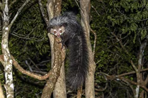 Aye-aye (Daubentonia madagascariensis) adult active and foraging in forest canopy