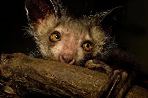 Nocturnal Prints: Aye-aye (Daubentonia madagascariensis) extracting beetle grubs from wood