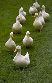 Livestock Collection: Aylesbury ducks following in a line on village green, Weedon, Buckinghamshire, UK