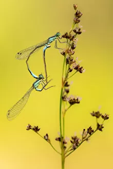 Images Dated 9th July 2020: Azure / common coenagrion damselflies (Coenagrion puella) pair mating, Meeth Quarry