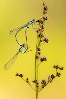 Azure / common coenagrion damselflies (Coenagrion puella) pair mating, Meeth Quarry