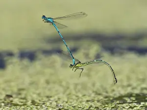 Zygoptera Prints: Azure damselfies (Coenagrion puella) pair in tandem flight