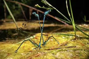 Zygoptera Prints: Azure damselflies (Coenagrion puella) two mating couples laying eggs in a pond on a sunny day