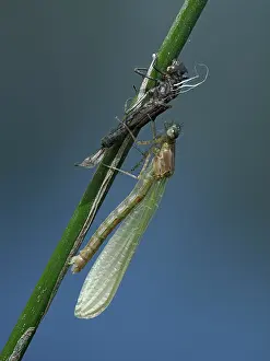 Sussex Prints: Azure damselfly (Coenagrion puella) adult 20 minutes after emerging from larval case on Sedge stem