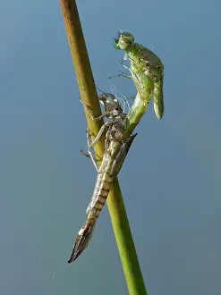 Sussex Prints: Azure damselfly (Coenagrion puella) emerging from larval case on Sedge stem
