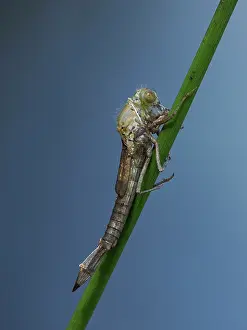 Sussex Prints: Azure damselfly (Coenagrion puella) emerging from larval case on Sedge stem