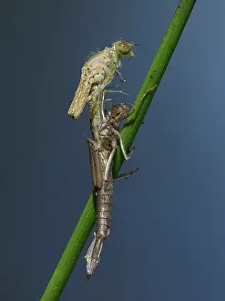 Sussex Prints: Azure damselfly (Coenagrion puella) emerging from larval case on Sedge stem