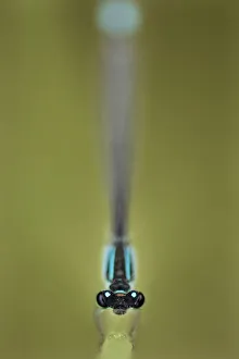 Macedonia Prints: Azure damselfly (Coenagrion puella) Lagadin region, Lake Ohrid, Galicica National Park
