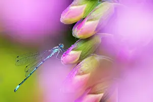 Zygoptera Prints: Azure damselfly (Coenagrion puella) male
