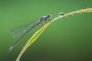 Zygoptera Prints: Azure damselfly (Coenagrion puella) male