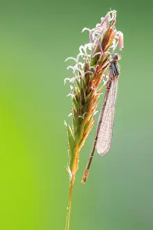 Zygoptera Prints: Azure damselfly (Coenagrion puella) teneral