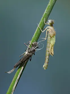 Sussex Prints: Azure damselfly Emerging (Coenagrion puella) adult just emerged from larval case on Sedge stem