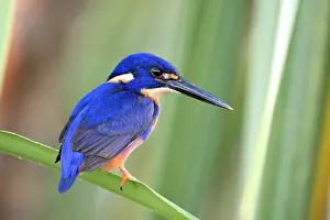 Luminosity Prints: Azure kingfisher (Alcedo azurea) perched on aquatic Pandanus palm (Pandanus sp)