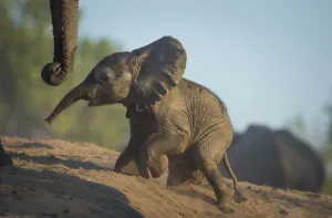 Images Dated 16th May 2013: Baby African elephant (Loxodonta africana), climbing up a riverbank, Chobe National Park