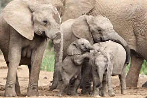 Baby African elephants (Loxodonta africana) of various ages playing together, Addo national park