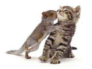 Baby Grey Squirrel (Sciurus carolinensis) kissing a tabby kitten