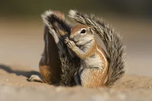 Baby Animal Prints: Baby ground squirrel (Xerus inauris) using its tail for shade