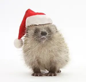 Babies Prints: Baby hedgehog (Erinaceus europaeus) wearing a Father Christmas hat