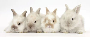 Images Dated 9th February 2013: Four baby Lionhead cross Lop bunnies in a row