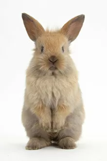 Images Dated 8th November 2012: Baby Lionhead cross Lop rabbit, standing