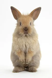 Images Dated 8th November 2012: Baby Lionhead cross Lop rabbit, standing