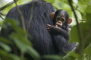 Baby Animal Prints: Baby male Chimpanzee (Pan troglodytes schweinfurthii) Klauce (4 months)