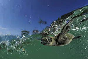Baby Animal Prints: Baby Olive Ridley sea turtle (Lepidochelys olivacea) struggles against the swell