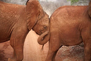 Elephants Gallery: A baby orphan Elephant (Loxodonta africana) leaning against the rump of its friend