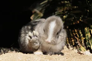 Animal Feet Gallery: Baby rabbit with back paw raised, Okunoshima Rabbit Island, Takehara, Hiroshima