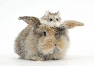 Affection Gallery: Baby rabbit with a Roborovski Hamster (Phodopus roborovskii) sitting on its head