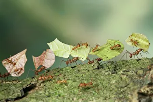 Bachacs / Leafcutter ants {Atta cephalotes} carrying sections of Cocoa leaf bearing