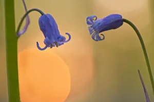 Hyacinthoides Non Scripta Prints: Two backlit Bluebell flowers (Hyacinthoides non-scripta / Endymion non-scriptum) Hallerbos