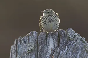 Bogs Prints: Backlit Meadow pipit (Anthus pratensis) perched on an old post, Scotland, UK, May 2010