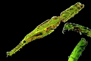 Camouflage Prints: Backlit photo of a Robust ghost pipefish (Solenostomus cyanopterus) reveals a small